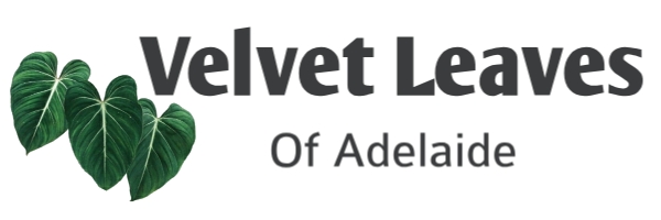 Velvet Leaves Of Adelaide